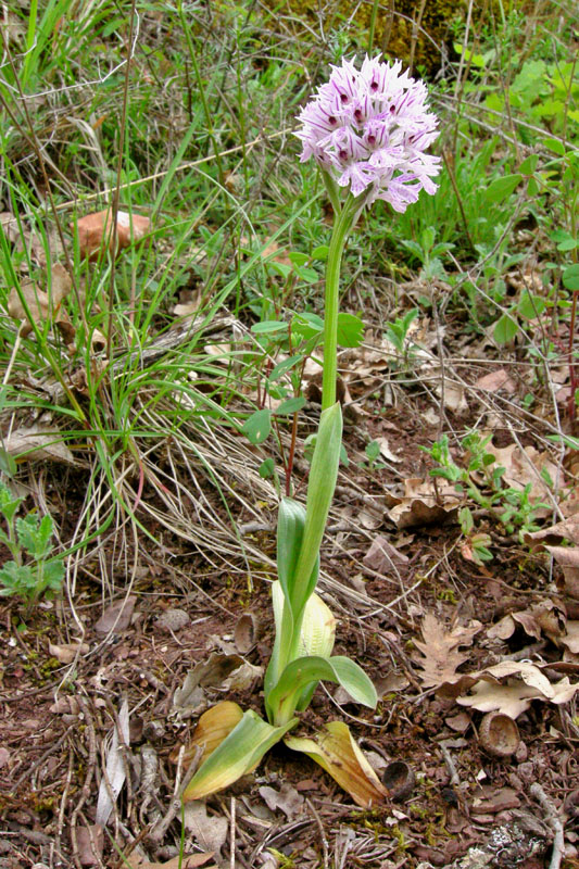 Orchidee del Chianti - Ophrys sphegodes e altre...